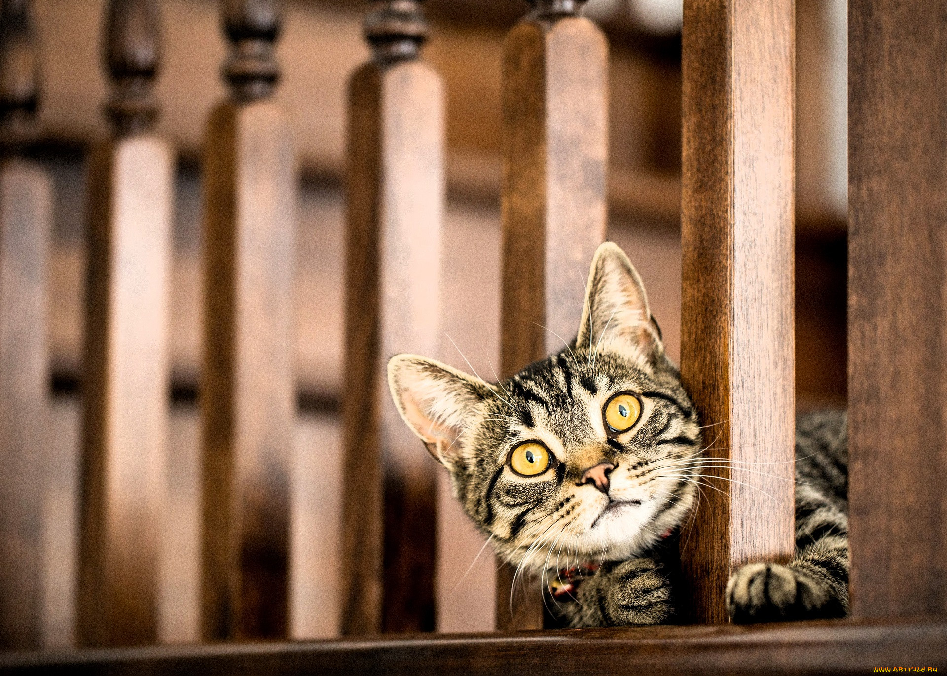 ��������, ����, ���, �����, ������, ������, ��������